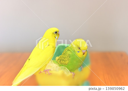 好奇心いっぱいのセキセイインコ『メロン』女の子です 139850962