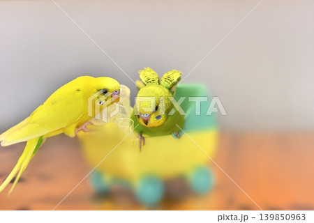 好奇心いっぱいのセキセイインコ『メロン』女の子です 好奇心いっぱいのセキセイインコ『メロン』女の子です 139850963