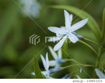 5月に咲いた青く美しい丁字草(チョウジソウ)の花 5月に咲いた青く美しい丁字草(チョウジソウ)の花 139851323