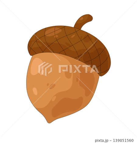 Illustration of acorn Illustration of acorn 139851560