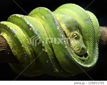 Emerald python coiled on branch wrapped in tight spiral Emerald python coiled on branch wrapped in tight spiral 139851793