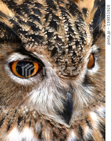 Closeup eagle owl face amber eyes and mottled plumage Closeup eagle owl face amber eyes and mottled plumage 139851928