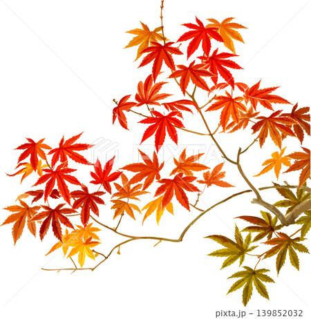 色付き始めの紅葉の切り抜き写生画素材 色付き始めの紅葉の切り抜き写生画素材 139852032