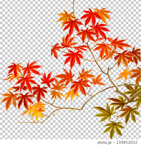色付き始めの紅葉の切り抜き写生画素材 色付き始めの紅葉の切り抜き写生画素材 139852032