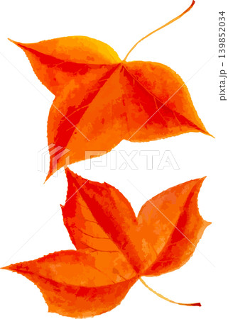 楓の紅葉の切り抜き写生画素材 139852034