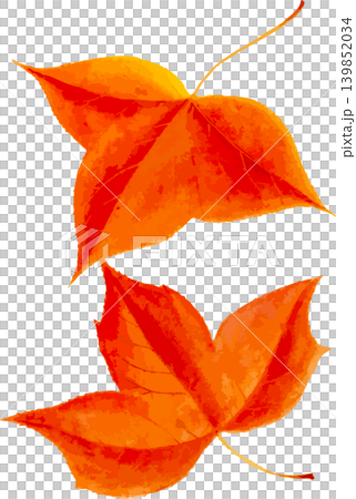 楓の紅葉の切り抜き写生画素材 139852034