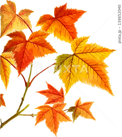 岩根カエデの紅葉切り抜き写生画素材 岩根カエデの紅葉切り抜き写生画素材 139852040