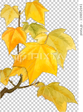 Cutout sketch material of a striped maple tree with yellowing leaves Cutout sketch material of a striped maple tree with yellowing leaves 139852041