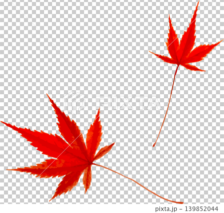 真っ赤なカエデ2枚の切り抜き写生画素材 139852044