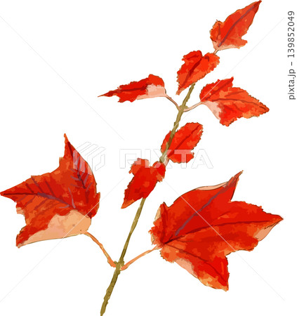 ウリハダカエデの真っ赤な紅葉切り抜き写生画素材 139852049