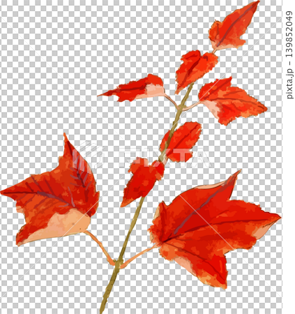 ウリハダカエデの真っ赤な紅葉切り抜き写生画素材 139852049