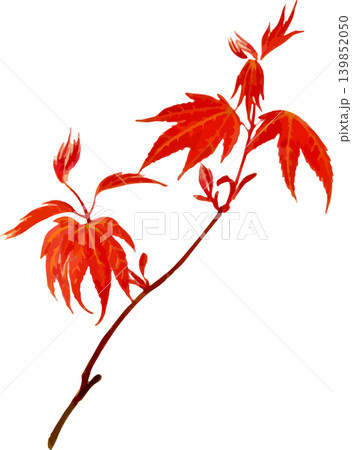 個性的な形の真っ赤な紅葉切り抜き写生画素材 個性的な形の真っ赤な紅葉切り抜き写生画素材 139852050