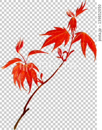 個性的な形の真っ赤な紅葉切り抜き写生画素材 個性的な形の真っ赤な紅葉切り抜き写生画素材 139852050