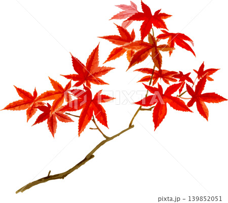真っ赤な紅葉の枝の切り抜き写生画素材 真っ赤な紅葉の枝の切り抜き写生画素材 139852051