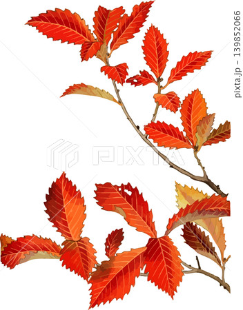 コナラの紅葉の写生画素材 コナラの紅葉の写生画素材 139852066