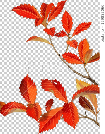 コナラの紅葉の写生画素材 コナラの紅葉の写生画素材 139852066