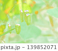 道端の小判草 139852071