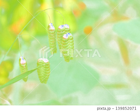 道端の小判草 139852071