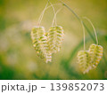 道端の小判草 139852073