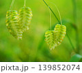 道端の小判草 139852074