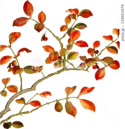 赤みを帯びたニシキギの紅葉写生画素材 139852079