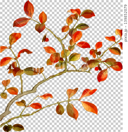 翼衛矛（一種衛矛）的紅色秋葉－是素描的好題材。 139852079