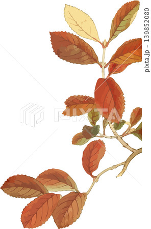 護摩木の紅葉博物図素材 139852080