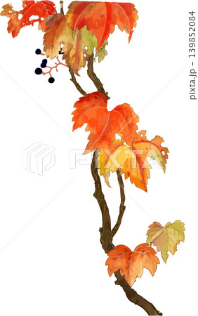 つる植物の紅葉地錦ツタ博物図素材 つる植物の紅葉地錦ツタ博物図素材 139852084