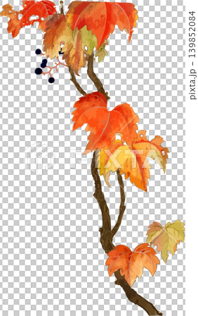 つる植物の紅葉地錦ツタ博物図素材 つる植物の紅葉地錦ツタ博物図素材 139852084