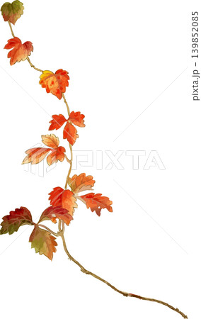 つる植物の素材地錦ツタ写生画素材 139852085