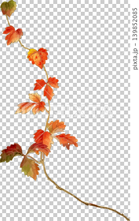 つる植物の素材地錦ツタ写生画素材 139852085