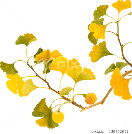 黄色と緑の葉が混ざるイチョウの紅葉写生画素材 139852091