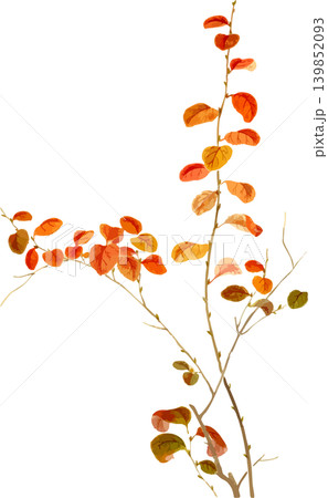 コゴメザクラの紅葉写生画素材 139852093