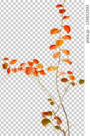 コゴメザクラの紅葉写生画素材 139852093