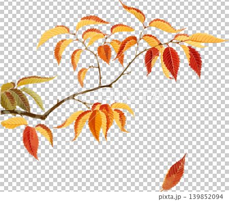 Natural history illustration material of zelkova tree leaves in autumn Natural history illustration material of zelkova tree leaves in autumn 139852094