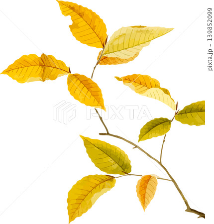 きれいな黄色い葉のブナの紅葉写生画素材 きれいな黄色い葉のブナの紅葉写生画素材 139852099