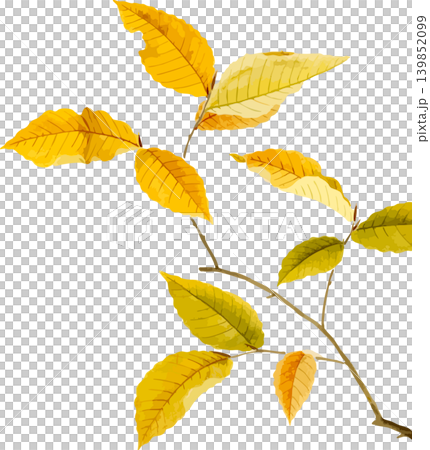 きれいな黄色い葉のブナの紅葉写生画素材 きれいな黄色い葉のブナの紅葉写生画素材 139852099