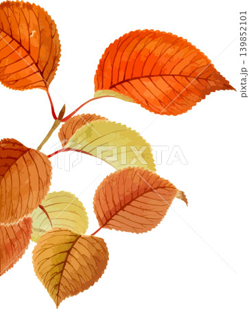 ヤブデマリの紅葉の写生画素材 ヤブデマリの紅葉の写生画素材 139852101
