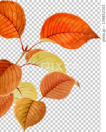 ヤブデマリの紅葉の写生画素材 ヤブデマリの紅葉の写生画素材 139852101