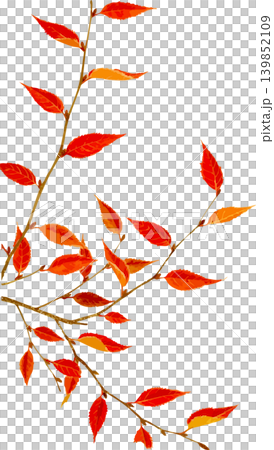 散花鵝耳櫪秋葉的自然歷史插圖 139852109