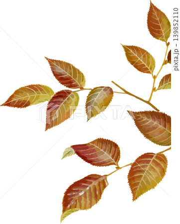 イヌシデの紅葉の写生画素材 139852110