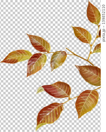 用於素描日本角樹(Carpinus laxiflora)秋葉的繪畫材料。 用於素描日本角樹(Carpinus laxiflora)秋葉的繪畫材料。 139852110