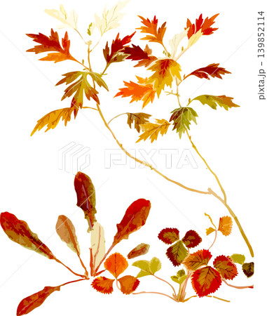 ヨモギやヘビイチゴなど野草の紅葉写生画素材 139852114