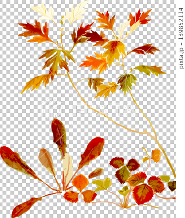 ヨモギやヘビイチゴなど野草の紅葉写生画素材 139852114