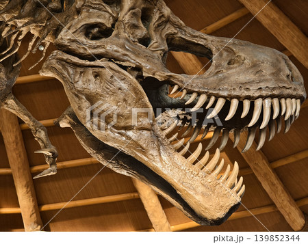 Grand museum setting featuring towering dinosaur skeleton displayed within woodendomed rotunda Grand museum setting featuring towering dinosaur skeleton displayed within woodendomed rotunda 139852344