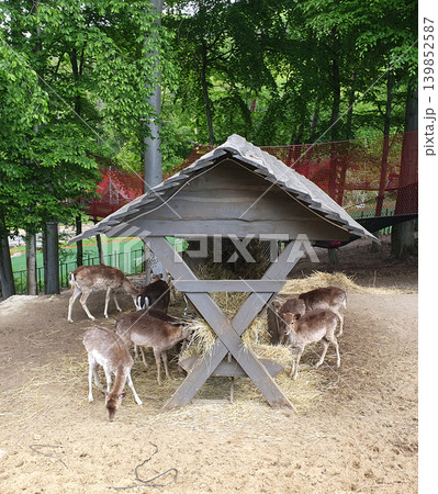 A group of graceful deers eat hay near a large wooden feeder against a backdrop of a dense green forest A group of graceful deers eat hay near a large wooden feeder against a backdrop of a dense green forest 139852587