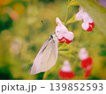 チェリーセージの花と蝶 139852593