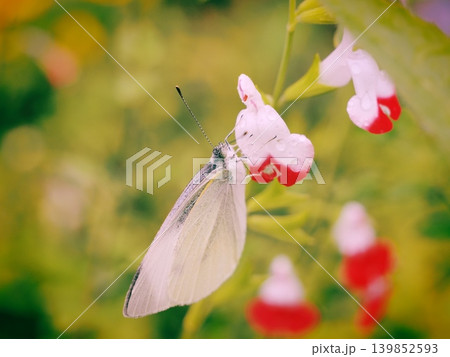 チェリーセージの花と蝶 チェリーセージの花と蝶 139852593
