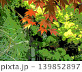 もみじの若葉、アート風 139852897