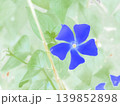 青いツルニチニチソウの花、アート風 139852898